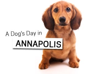 A Dog's Day in Annapolis