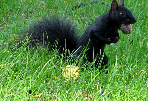 Washingtoniana: Black Squirrels in Washington  Washingtonian DC