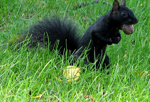 Washingtoniana: Black Squirrels in Washington Washingtonian DC