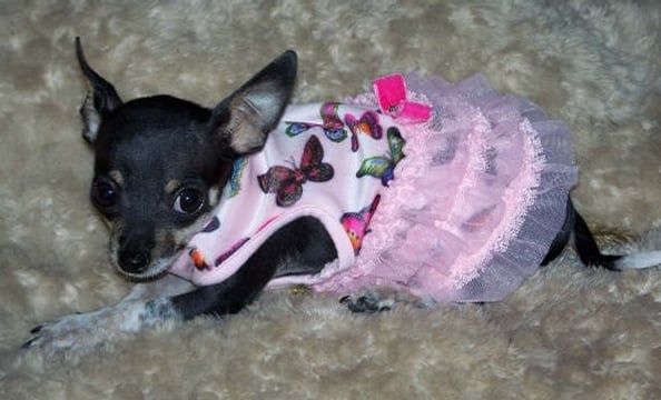 This three-and-a-half pound chihuahua makes for a pint-size ballerina.