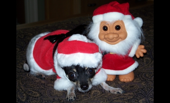 We know, it's not Christmas time yet, but little Xena's already in the holiday spirit.
