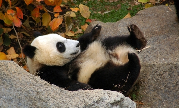 Bye Bye, Butterstick: Tai Shan Goes to China