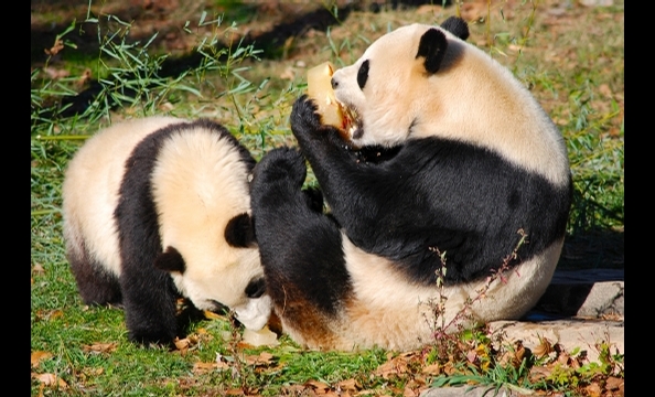 Bye Bye, Butterstick: Tai Shan Goes to China