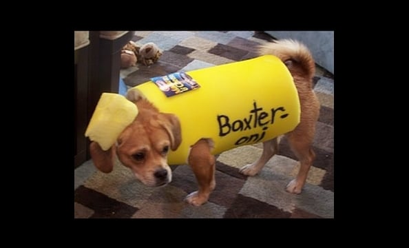 Three-year-old Baxter, a beagle/Pekingese mix, dressed as a macaroni noodle for Halloween last year. 