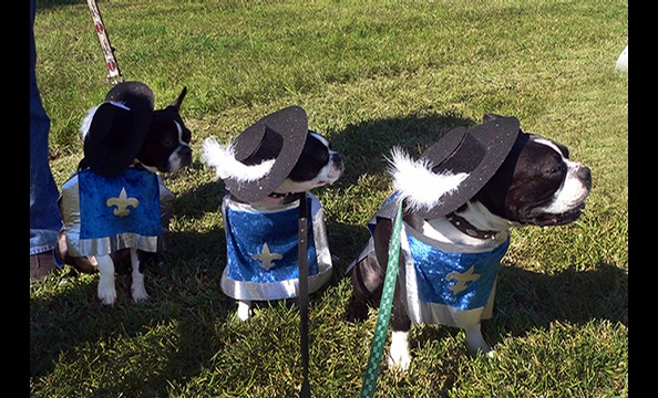Halloween Pet Costumes