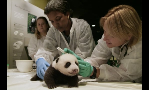 Bye Bye, Butterstick: Tai Shan Goes to China