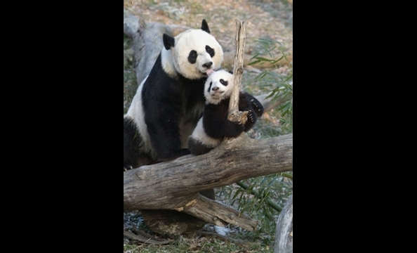 Bye Bye, Butterstick: Tai Shan Goes to China