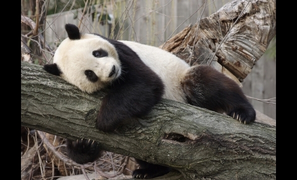 Bye Bye, Butterstick: Tai Shan Goes to China