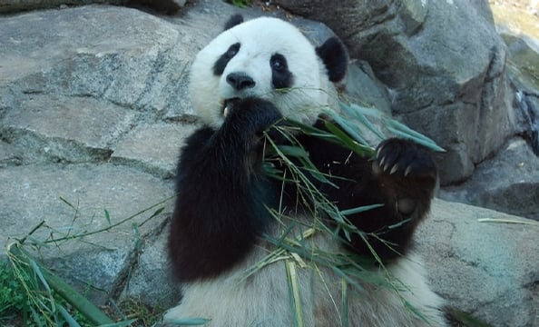 Bye Bye, Butterstick: Tai Shan Goes to China