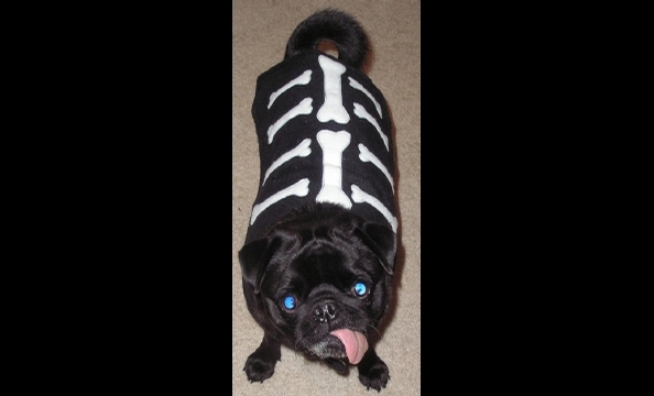 Erin Huband made this costume for her pug, Bruno. "I wanted something versatile that he could use during the entire winter on walks, not just October," she says. We're betting this frock does the trick.