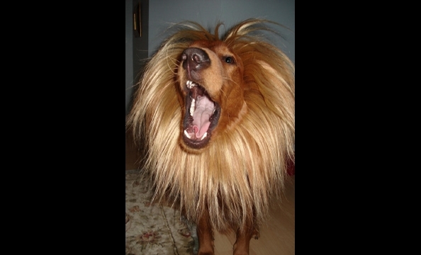 Baxter's owner, Jeannine, says she made the lion's mane for her pup "so he didn't have to wear anything too cumbersome." We think it's a pretty genius costume on all accounts.