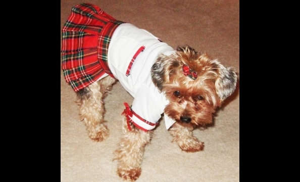 Two-and-a-half year old Jellybean, a Yorkie dressed here as a school girl, loves to get dressed up in any outfit, says her owner.