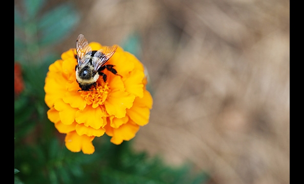 September Photo Contest: Flora & Fauna