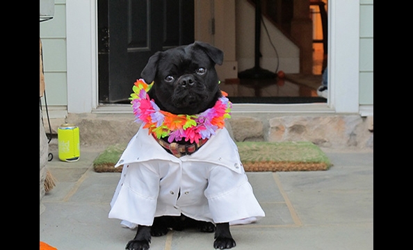 Halloween Pet Costumes 