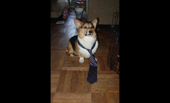 Halloween Pet Costumes