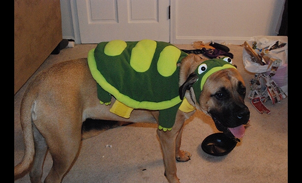 Halloween Pet Costumes 