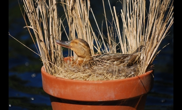 This duck looks happy, no? Ellen Forrest captured the moment at Wheaton's Brookside Gardens. 