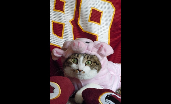Halloween Pet Costumes