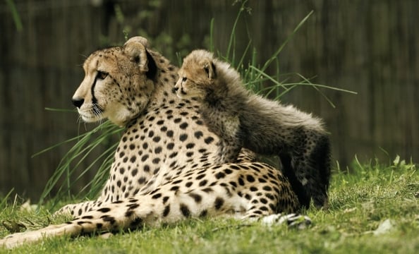 The zoo hopes to bring more cheetahs from Africa to its Conservation and Research Center. A nine-acre facility there can hold up to 12 adult cheetahs and their offspring.