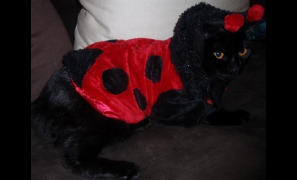 Meet Chloe the ladybug.