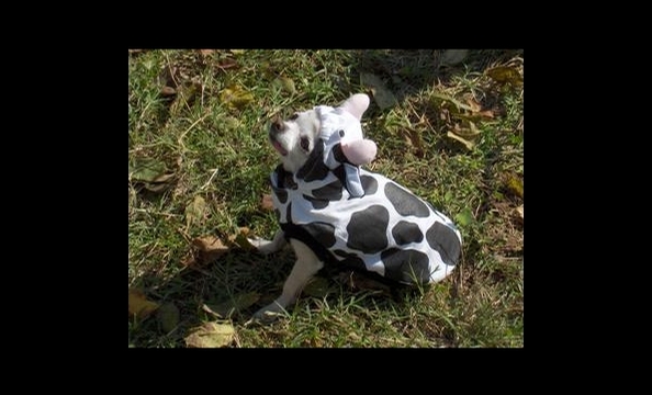 Cutigirl's owner, Sherrie, is known to her friends as "the cow lady" because she just loves the spotted animals—she says her grandfather even kept them as pets. So it's probably no surprise that she dressed Cutigirl up as a calf.