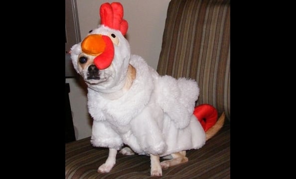 Chihuahua Lady Bess is dressed like a chicken. Squawk!