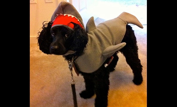 Halloween Pet Costumes