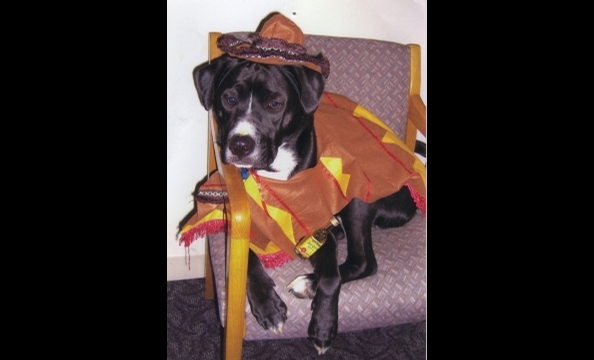 From his owner: "Diesel was rescued from the Washington Humane Society almost three years ago. He not only loves playing with his friends at Dogtopia Daycare but coming to the office with his mom and dad. This year for Halloween he decided to salute his f