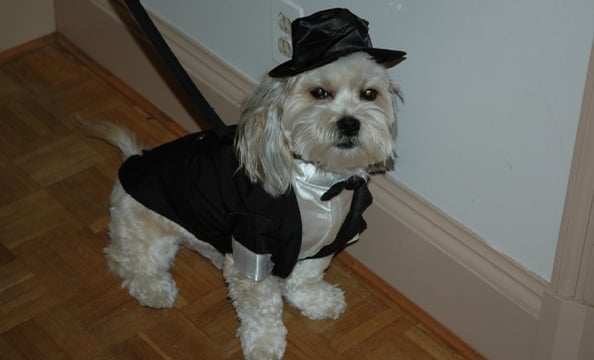 Diggs, a five-year-old Lhasa apso/Tibetan terrier mix, looks regal in his tuxedo—if a bit peeved at having to wear it.