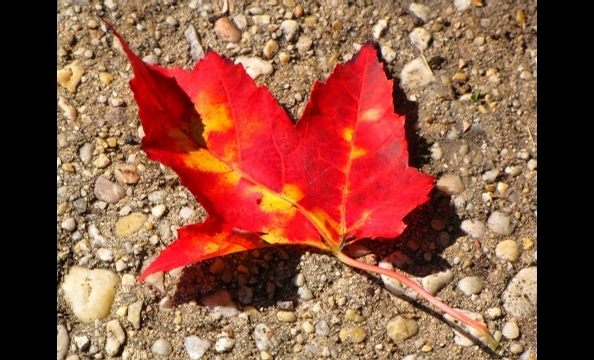 A lonely leaf in Wheaton, Maryland.