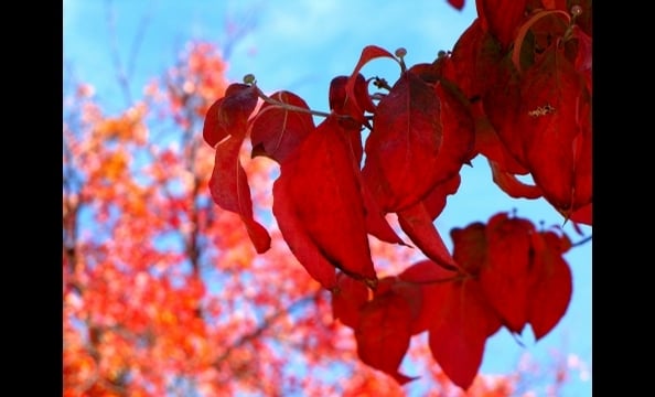 Red leaves in Wheaton, Maryland.