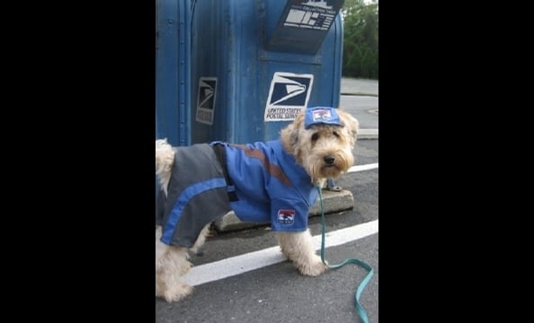 From the owner: "After being unsuccessful at catching the mailman, Finnegan has decided to join him and become a mailman himself.  Neither rain, nor sleet, nor snow can keep him from chewing on the mail!"