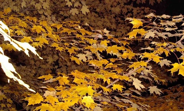 Suzanne Fulton took this photo of leaves at night in front yard in Great Falls.