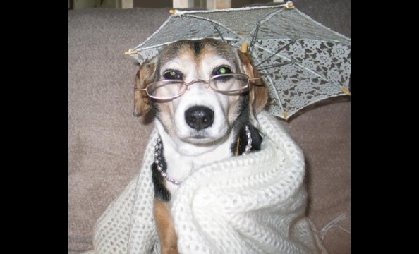 This is Granny Allie. Her owner says she's over 70 in doggie years, and still spry and spirited as ever.