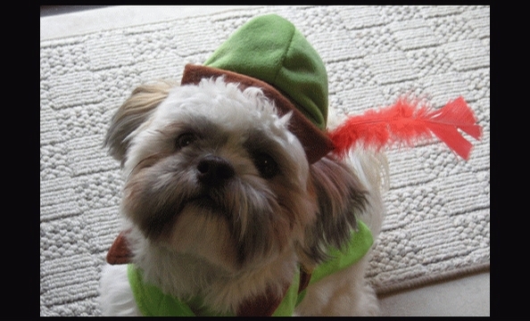 Now all we need are some Merry Men . . . er, dogs.