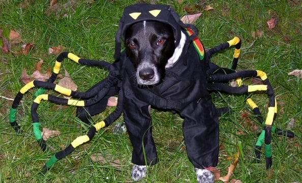 This is one spider we wouldn't mind finding in our house.