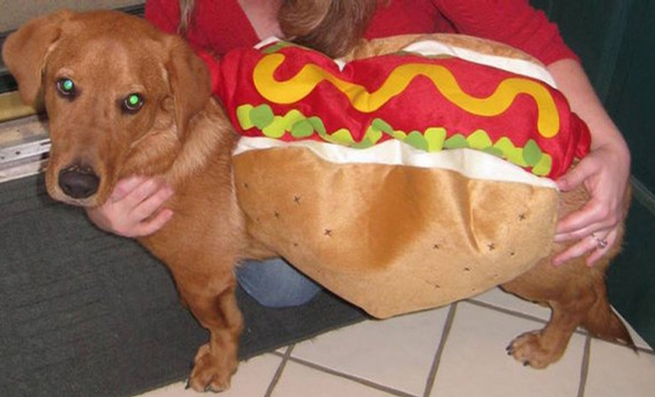 Halloween Pet Costumes