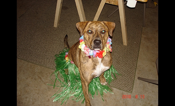 Halloween Pet Costumes