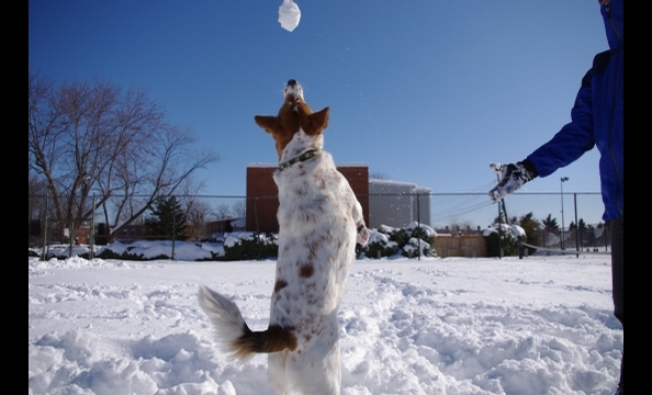 Hero loves the snow.