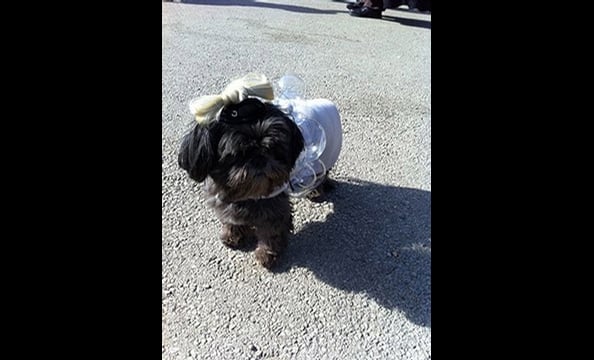 Halloween Pet Costumes