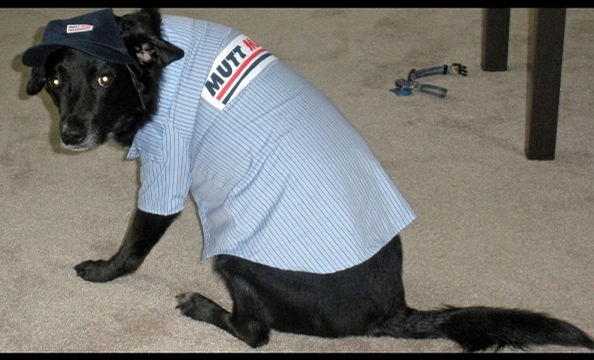 Writes the owner: "As an employee of the United States Postal Service, Marlowe thought if he dressed the part, he could tag along to work with me."