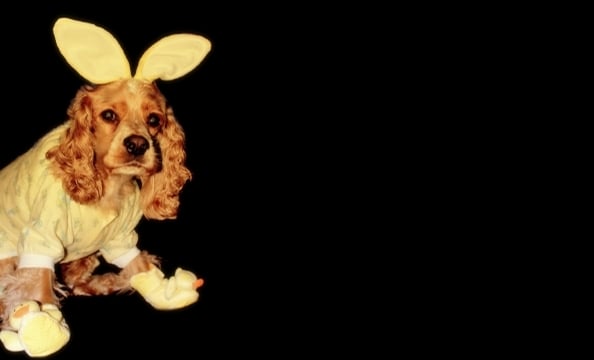 This is three-year-old cocker spaniel Nigel Sinatra. "Since he was a puppy," says owner Vanessa Palma, "I nicknamed him Honey-Bunny—hence, the outfit. Nigel loves to give kisses (especially to gals), eat peanut butter, and go on road trips."