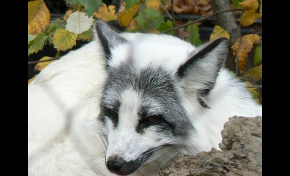 The arctic fox at the Baltimore Zoo in relaxes in fall leaves.