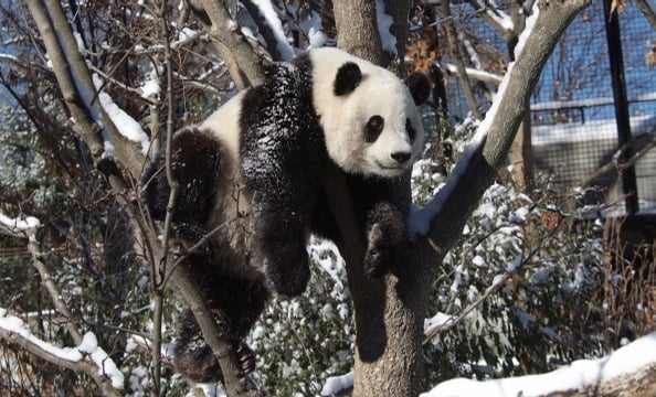Bye Bye, Butterstick: Tai Shan Goes to China