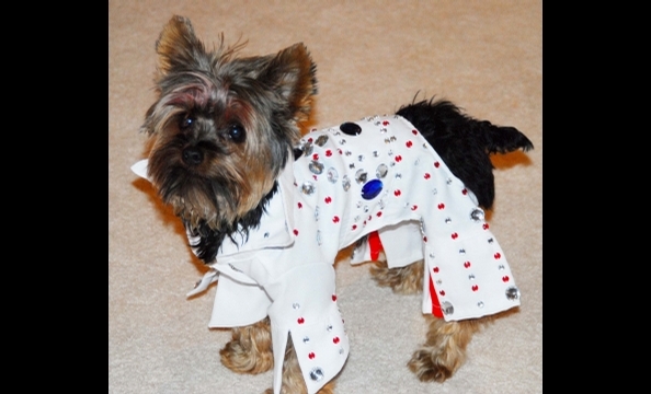 Meet Peewee, our canine Elvis. His owner says the little yorkie actually dances.