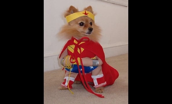 By day, Phoebe is a seven-year-old pomeranian living in Baltimore; by night, she saves the world with her Lasso of Truth.