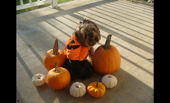 Halloween Pet Costumes