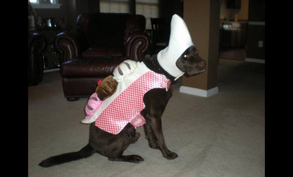 Halloween Pet Costumes