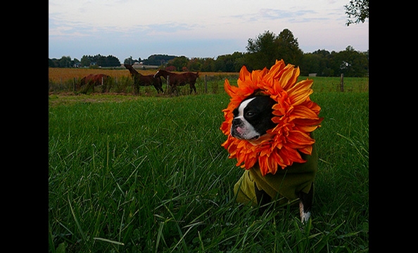 Halloween Pet Costumes