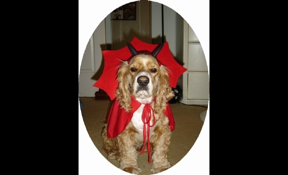 Here's cocker spaniel Riley. His owner says he's giving the evil eye—can you tell?